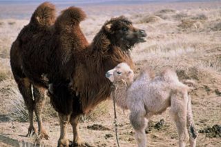 story-of-the-weeping-camel